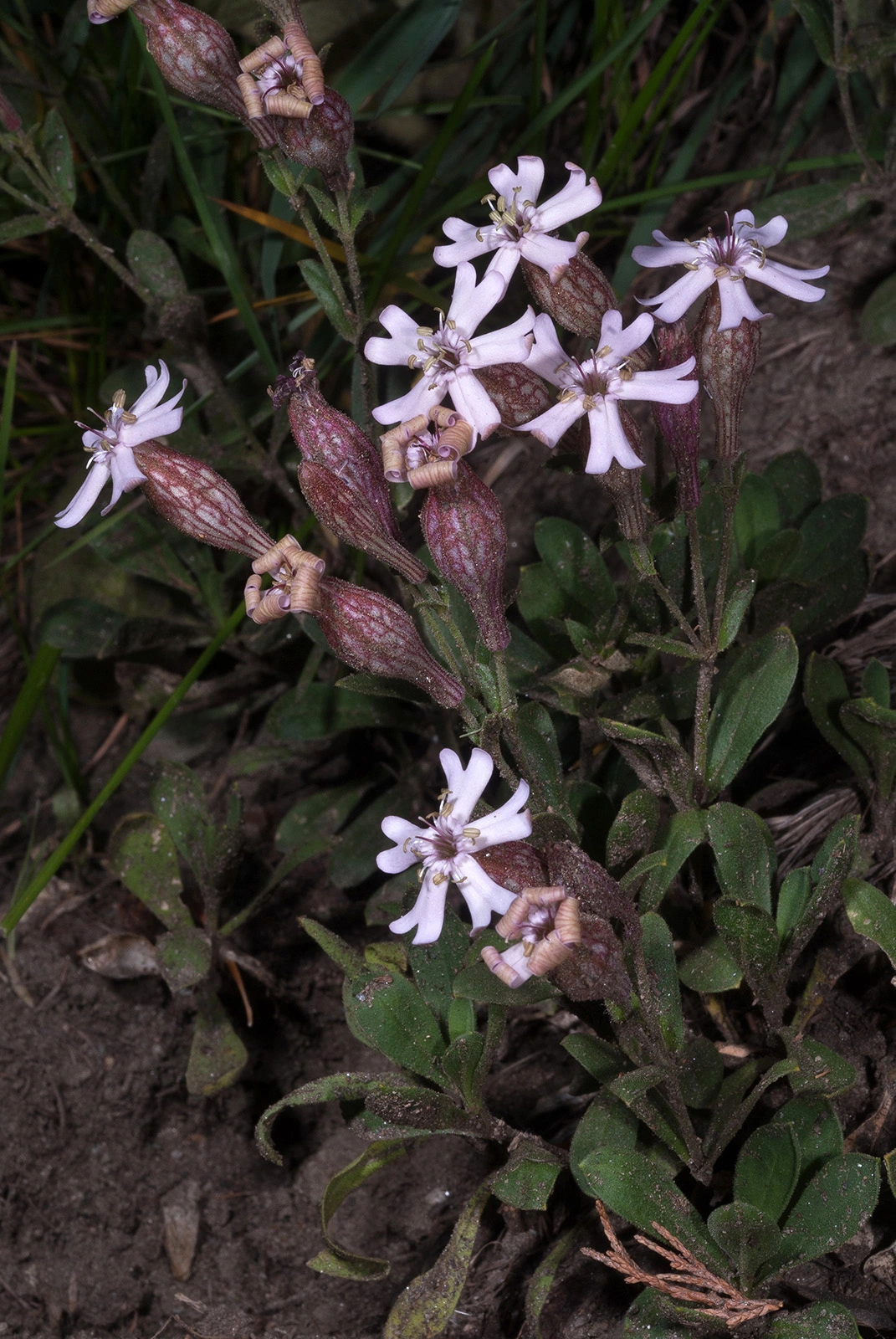 Photo Maurizio Broglio - Silene vallesia